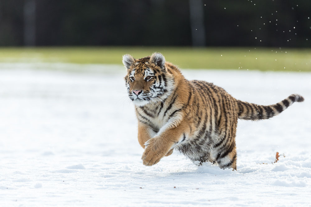 Sibirischer  Tiger (Panthera tigris altaica)