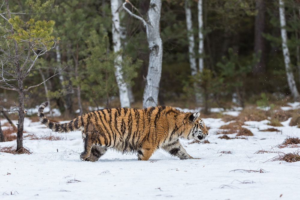 Sibirischer  Tiger (Panthera tigris altaica), im Sumpf