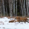 Sibirischer Tiger im Winter