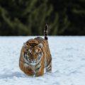 Sibirischer Tiger im Winter