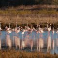 . Flamingos (Phoenicopteridae)