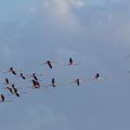 . Flamingos (Phoenicopteridae)