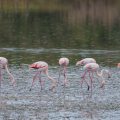 Flamingos (Phoenicopteridae