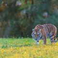 Sibirischer  Tiger (Panthera tigris altaica)