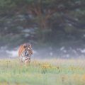 Sibirischer  Tiger (Panthera tigris altaica), im Sommer