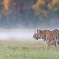 Sibirischer  Tiger (Panthera tigris altaica), im Sommer