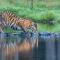 . Sibirischer  Tiger (Panthera tigris altaica)