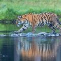 . Sibirischer  Tiger (Panthera tigris altaica)