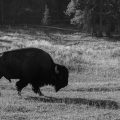 Amerikanischer Präriebison (Bos bison bison)