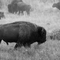 Amerikanischer Präriebison (Bos bison bison)