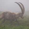 . Alpensteinbock (Capra ibex)