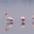 Flamingos (Phoenicopteridae)