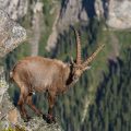 . Alpensteinbock (Capra ibex)