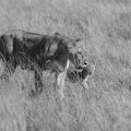 . Löwe (Panthera leo)