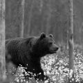 . Eurasischer  Braunbär (Ursus arctos arctos)