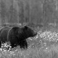 . Eurasischer  Braunbär (Ursus arctos arctos)