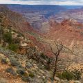Grand Canyon on the rim