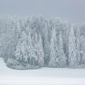 Winter im Waldrevier