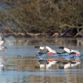 Gänsesäger (Mergus merganser)