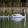Höckerschwan