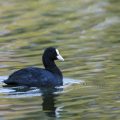 Blässhuhn (Fulica atra)