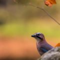 Eichelhäher (Garrulus glandarius)