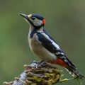 Buntspecht (Dendrocopus major)