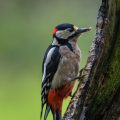 Buntspecht (Dendrocopus major)