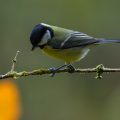 Kohlmeise (Parus major)