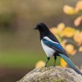 Elster (Pica pica)