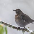 Amsel (Turdus merula)