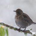 Amsel (Turdus merula)