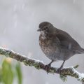 Amsel (Turdus merula)