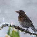 Amsel (Turdus merula)
