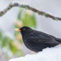 Amsel (Turdus merula)