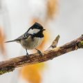 Tannenmeise (Parus ater)