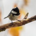 Tannenmeise (Parus ater)