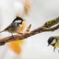 Tannenmeise (Parus ater)