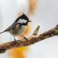 Tannenmeise (Parus ater)