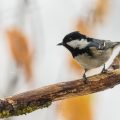 Tannenmeise (Parus ater)