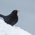 Amsel (Turdus merula)